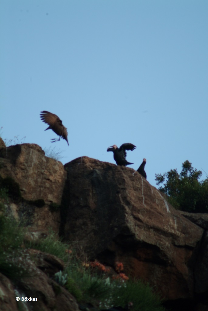 Glattnackenibis (engl. Bald Ibis) © Böxkes