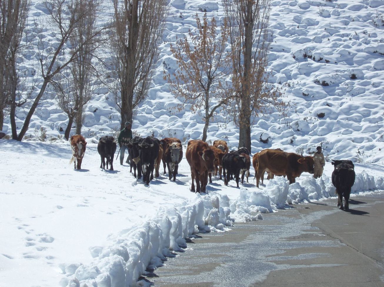 Thaba-Putsoa (3000 m Höhe). Schnee in Lesotho. Ein seltener, aber nicht ungewöhnlicher Anblick. Photo: Ministry of Energy and Water. Mit freundlicher Genehmigung der Botschaft von Lesotho in Berlin.